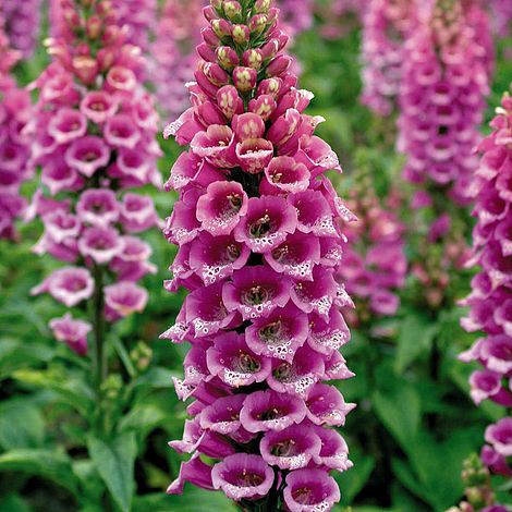 Digitalis purpurea Camelot Rose- дигиталис, напръстник розов  (1555)